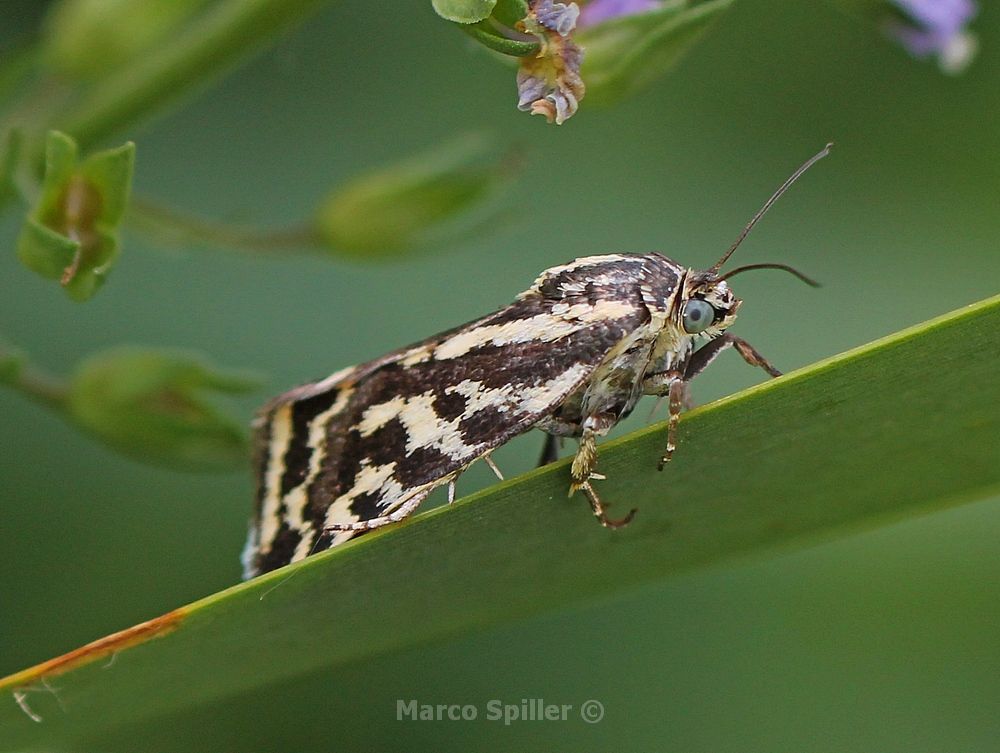 Acontia trabealis